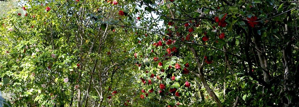 Camelie a villa Durazzo Pallavicini di Genova Pegli
