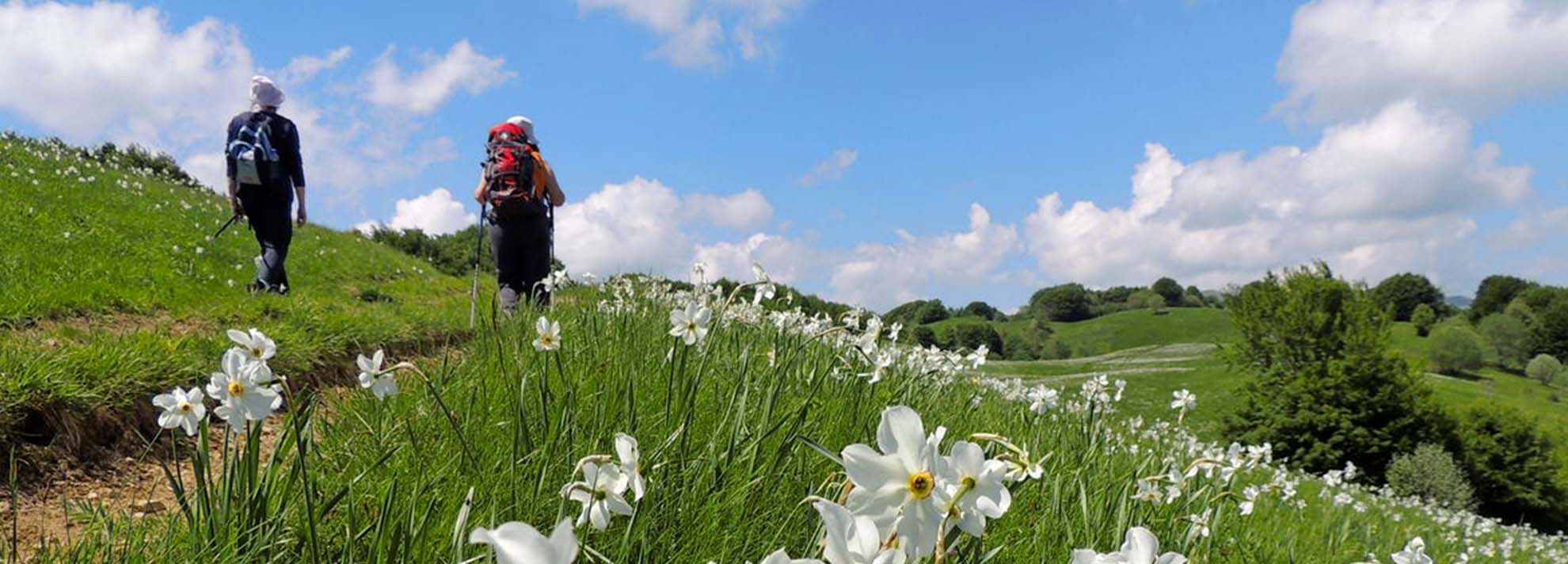 Pian della Cavalla nel Parco dell’Antola: inebriarsi tra i narcisi