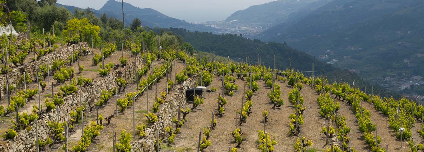 Rossese: il vino delle rocce Rossese: il vino delle rocce