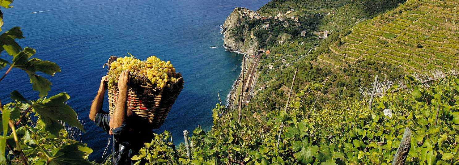 Sua eccellenza… il Vermentino