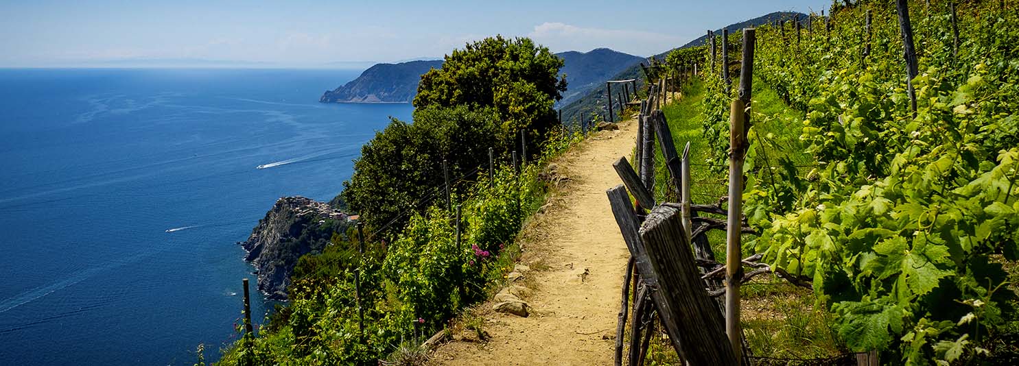 Trekking and tasting among C.D.O. Ligurian vineyards