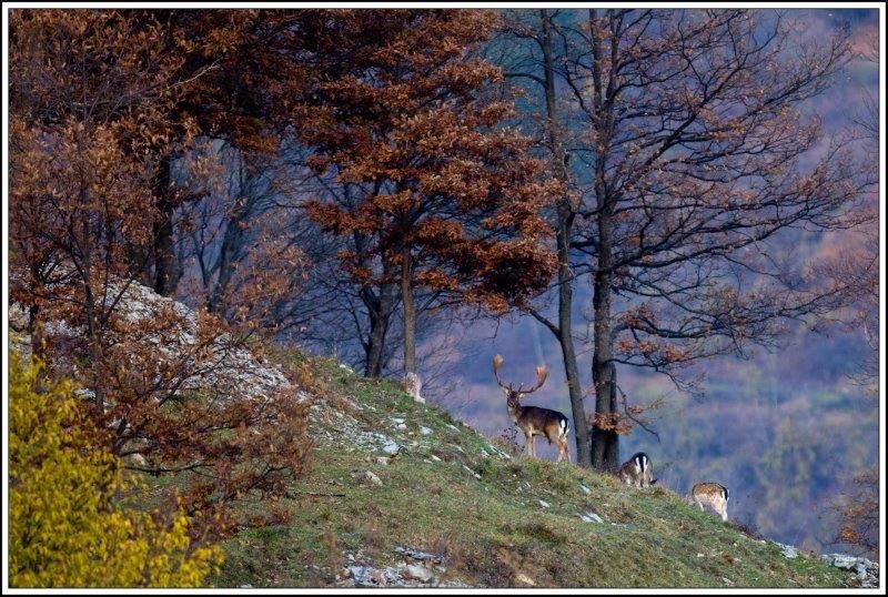 Un cervo nel Parco dell’Antola