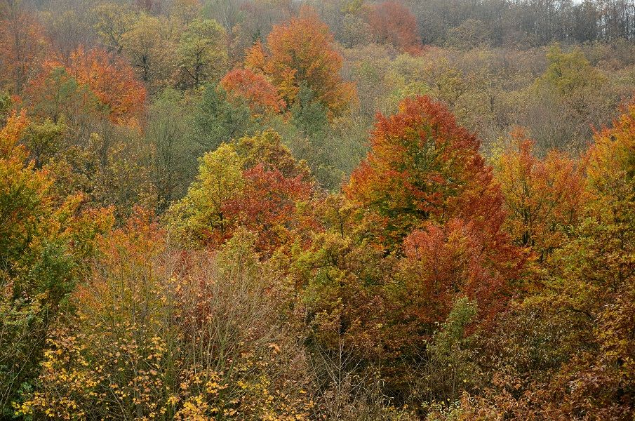 faggete del Melogno e della Barbottina