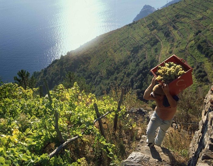 Vendemmia a Riomaggiore