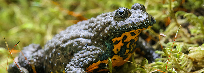 I 10 animali più curiosi della Liguria
