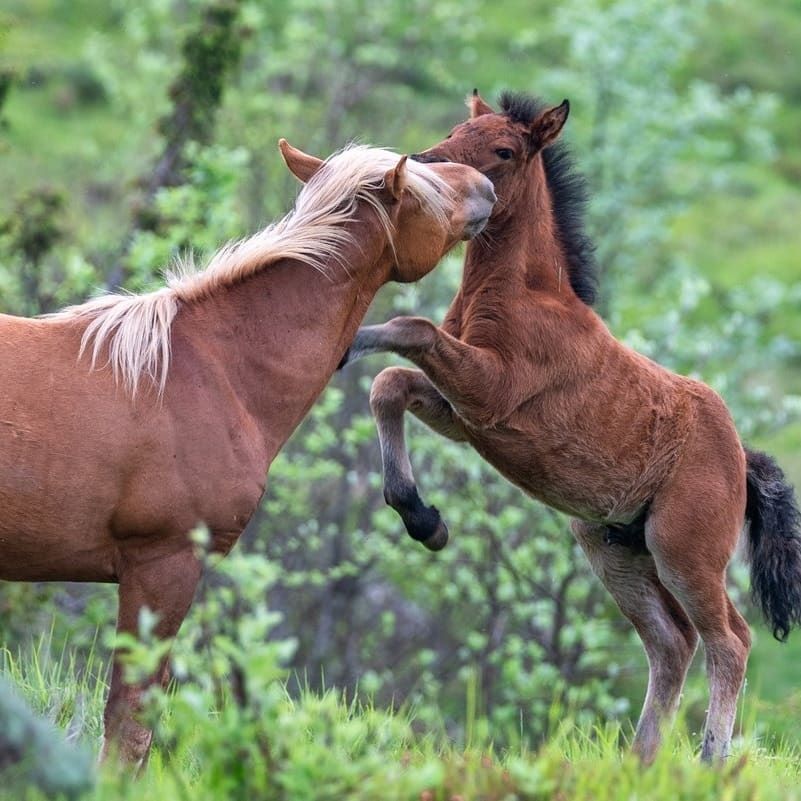 Horsewatching nell’Aveto