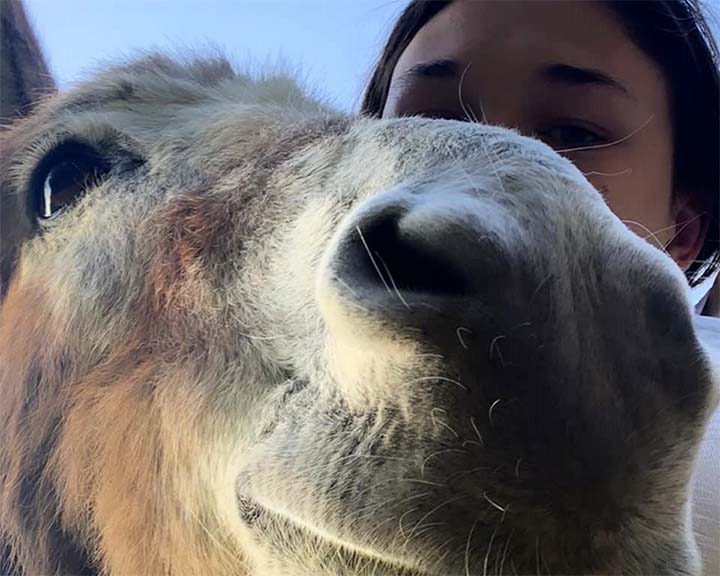 Slowly walking with the donkeys
