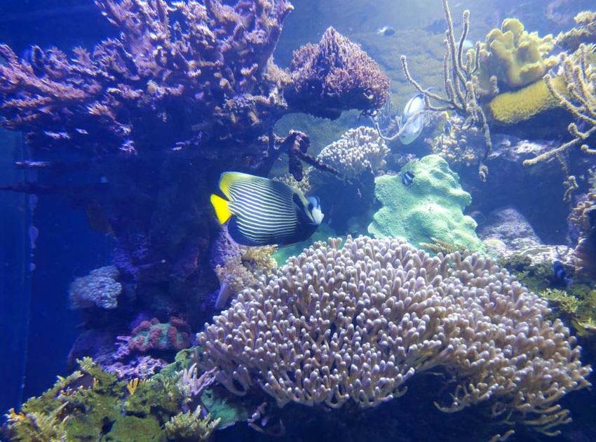 Acquario di Genova e Casa di Colombo