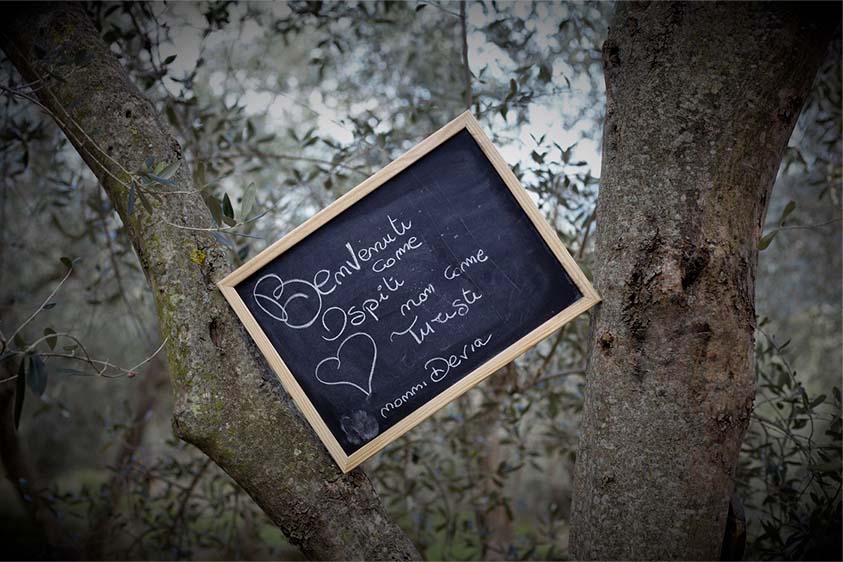 ADOPT A TAGGIASCA CULTIVAR OLIVE TREE