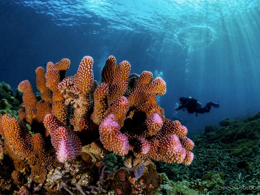Alla scoperta dei fondali della riviera dei fiori