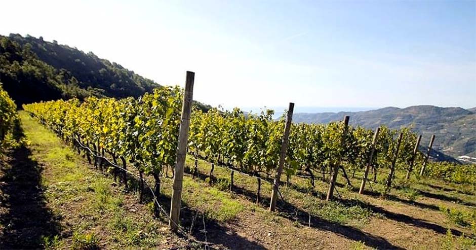 Tasting of typical wines