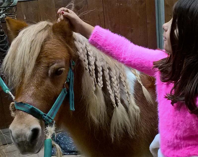 Horse Family Experience a Dego