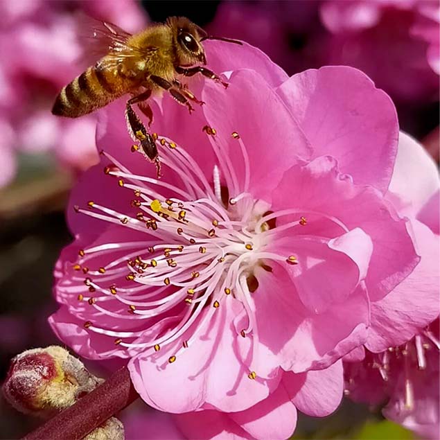 Il meraviglioso mondo delle Api in Val d’Aveto