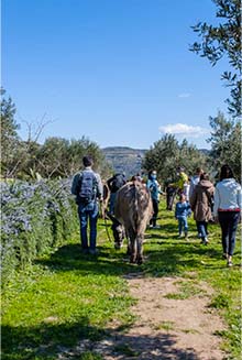 Slow trekking with donkeys