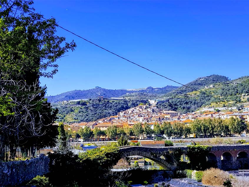 Taggiasca, identikit di una oliva