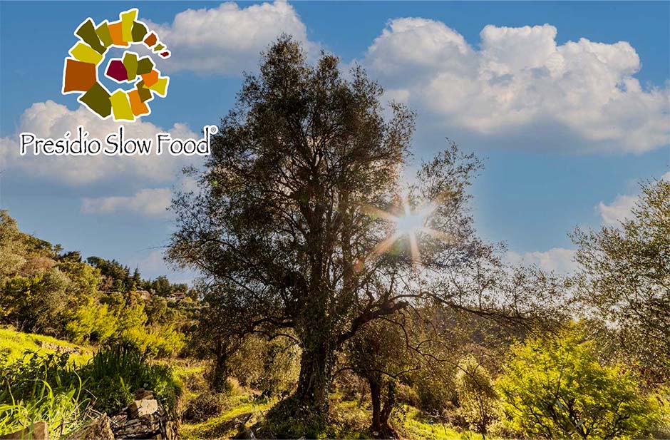 Among the Slow Food Presidium centuries-old olive trees + multi-sensory tasting
