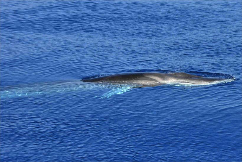 In barca a vela da Finale Ligure sulla rotta delle balene