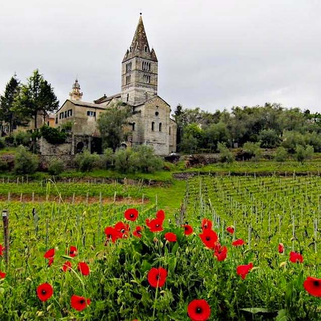 Tour of the Vineyards and Wine Tasting