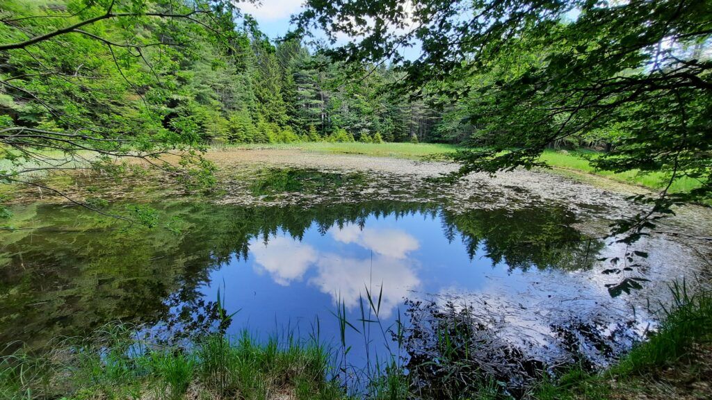 Gli abeti fossili della Riserva delle Agoraie