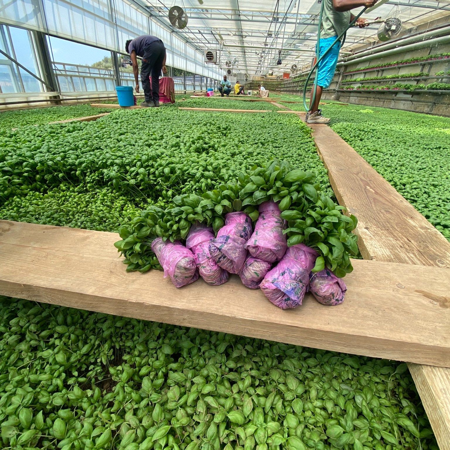 Azienda Calcagno di Celle Ligure ti ospita nelle serre del basilico