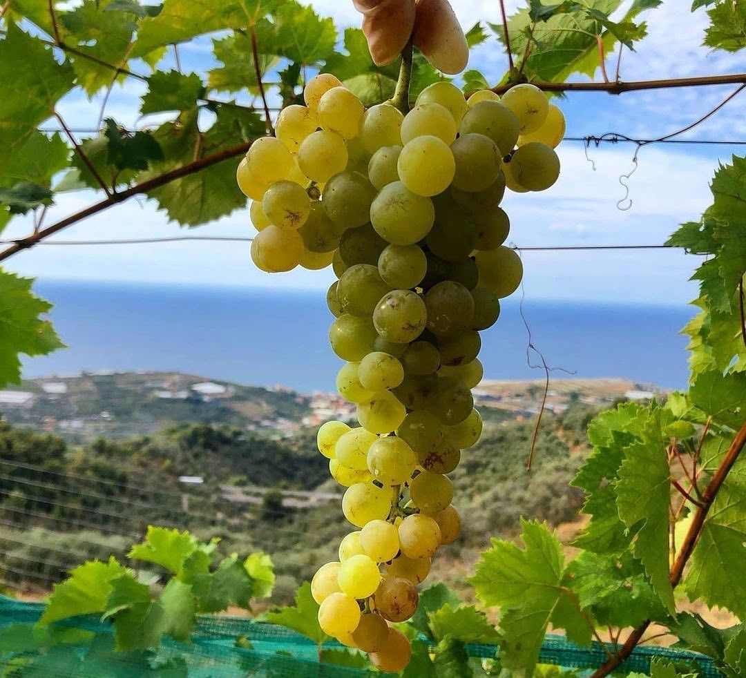 Enoturismo nelle Terre del Moscatello