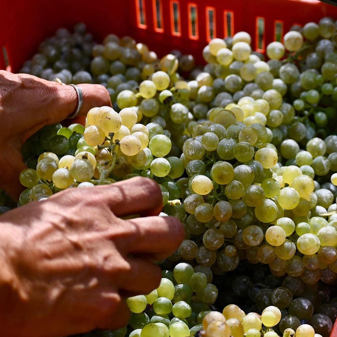 A San Salvatore di Cogorno a degustare i vini della Ricolla