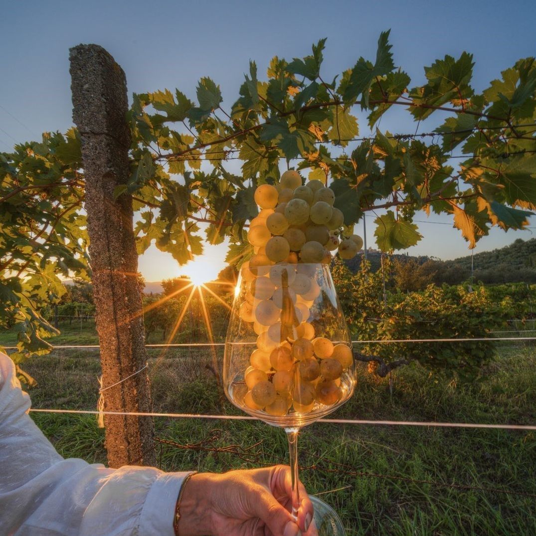 Liguria in a glass – Wine tour and tasting