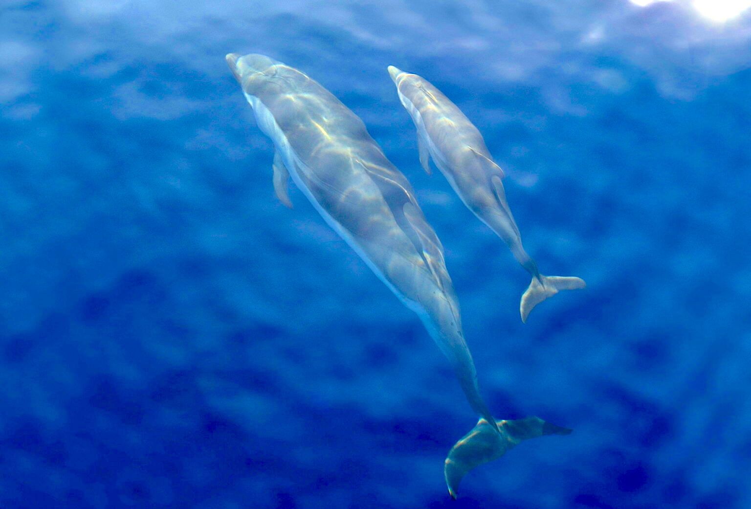 Giornata di Whale Watching e tour della Gallinara da Alassio