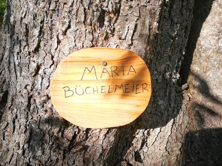 Adotta un ulivo Cultivar Taggiasca a Lucinasco