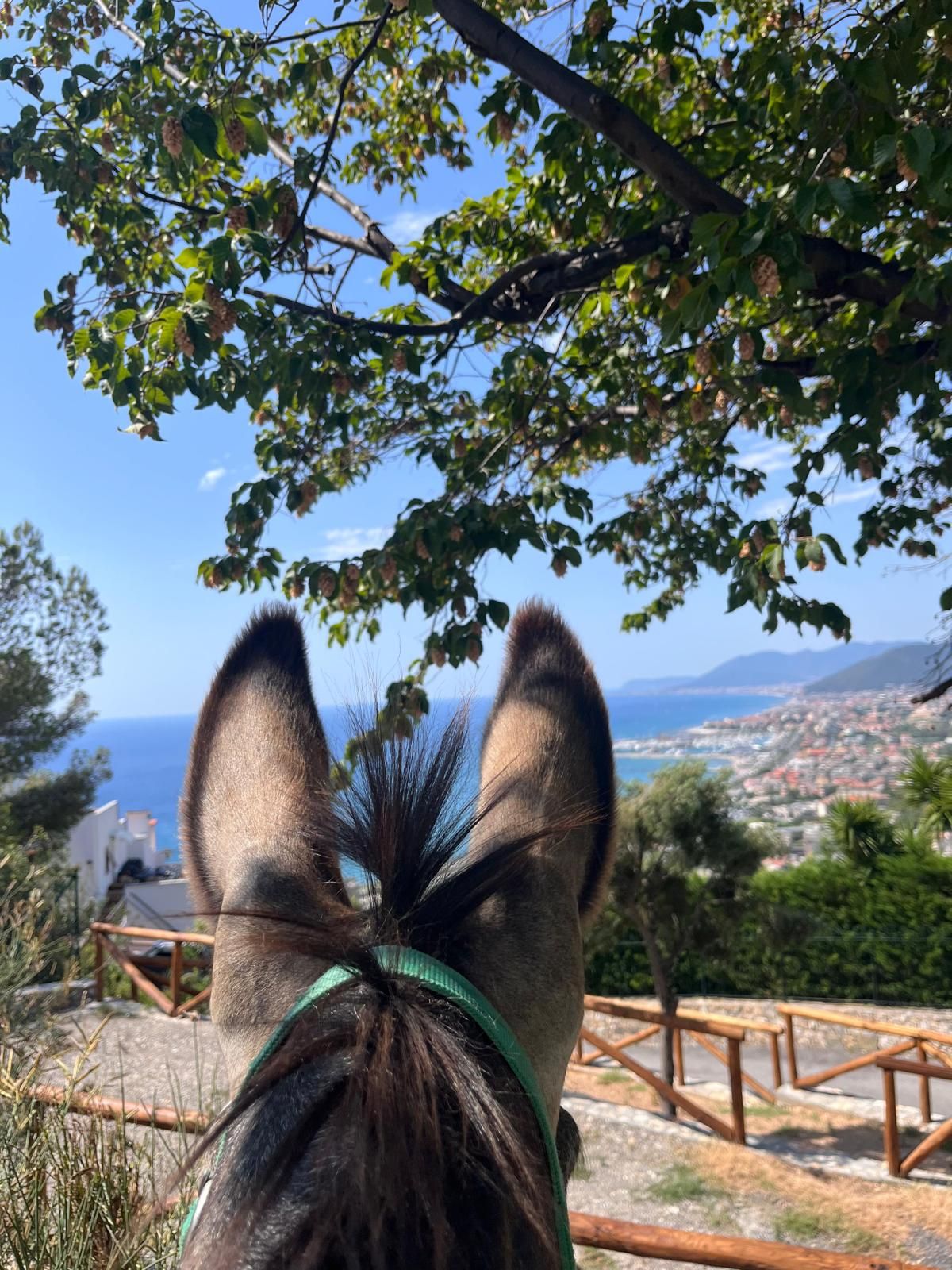 Slow trekking con gli asini a Pietra Ligure