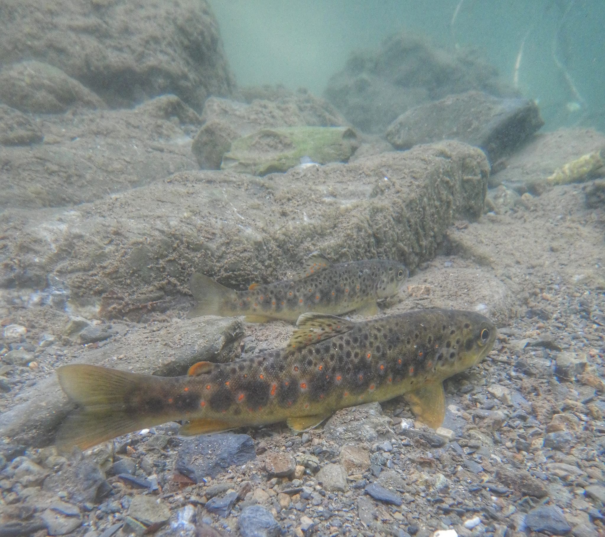 Rezzoaglio: a caccia di trote con guida