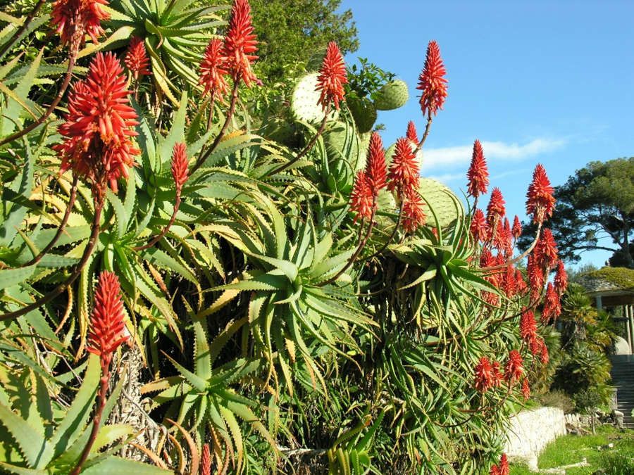 Aloe arborescens - Archivio GBH_foto Daniela Guglielmi