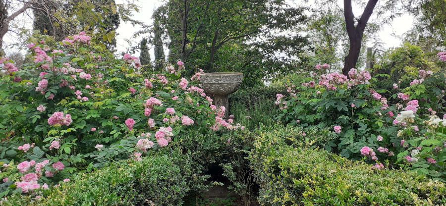 roseto - Archivio GBH, foto Daniela Guglielmi Giardinetti