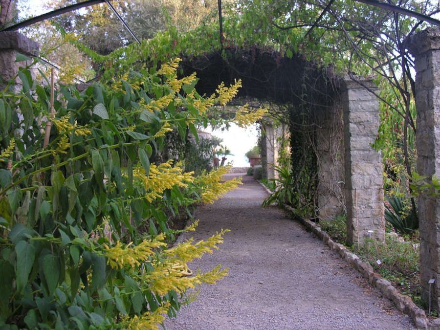 Salvia madrensis Seem. - Lamiaceae