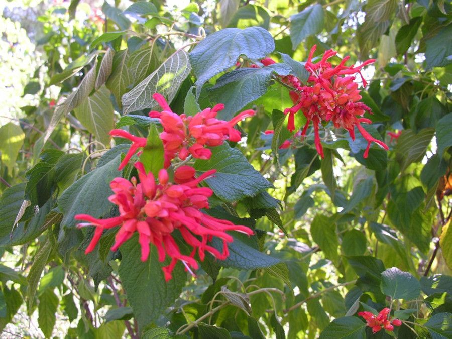 Salvia sessei - Archivio GBH_foto Daniela Guglielmi_