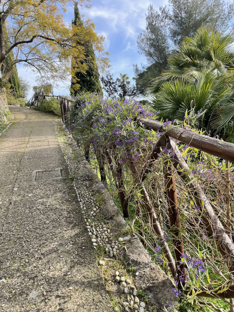 Hardenbergia violacea