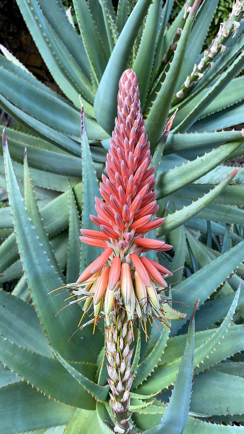 agave, giardini di villa dlla Pergola, ph:A le mure