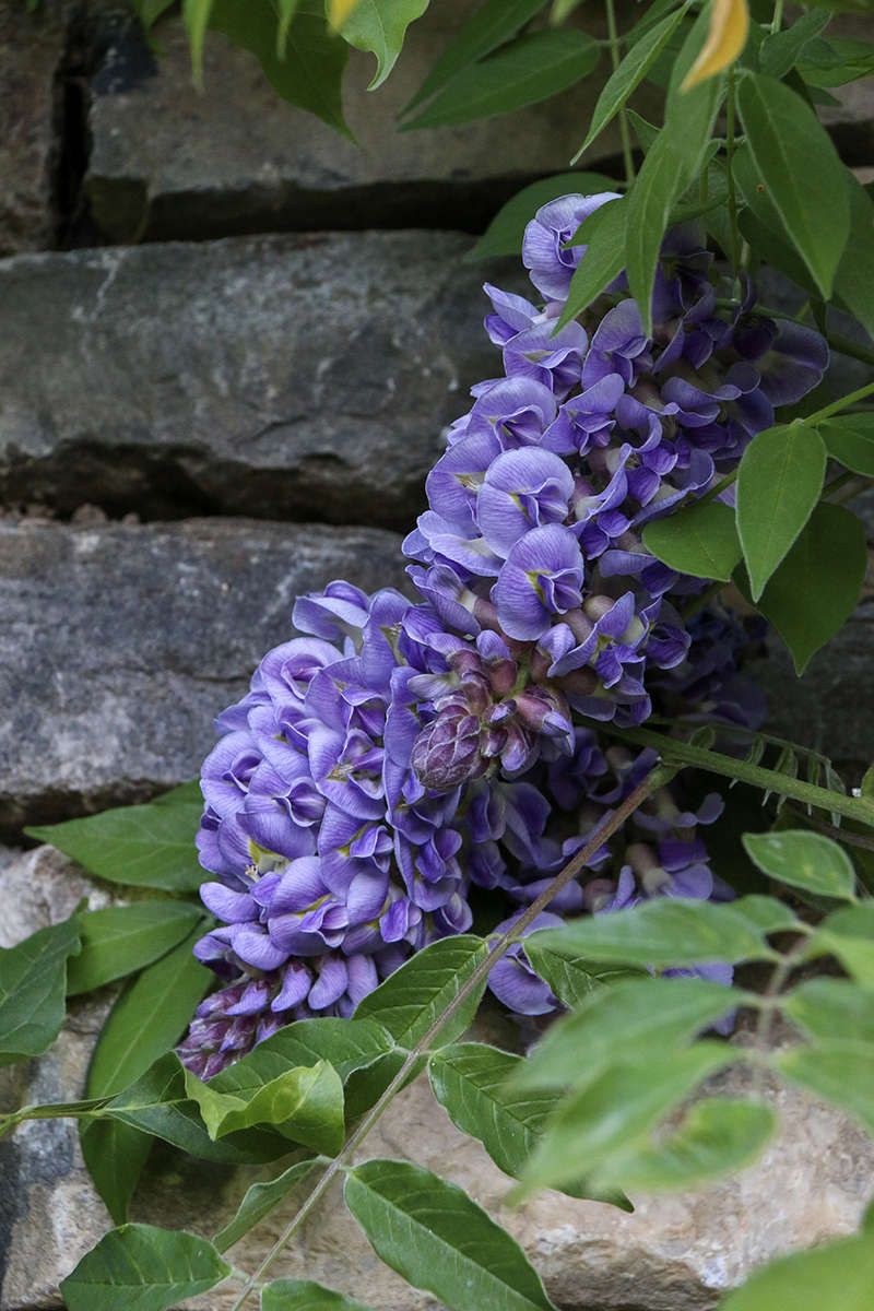 amethyst, Giardini di villa della Pergola, ph_a-le-mure