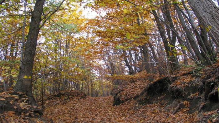 I boschi del Parco Beigua