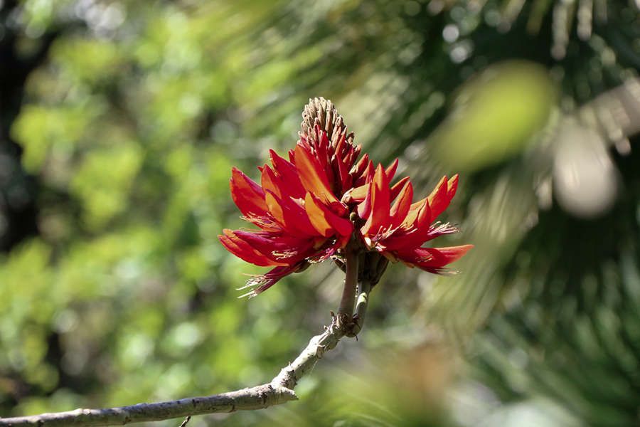 eritrina cristagalli. Giardini di villa della Pergola, ph a le mure