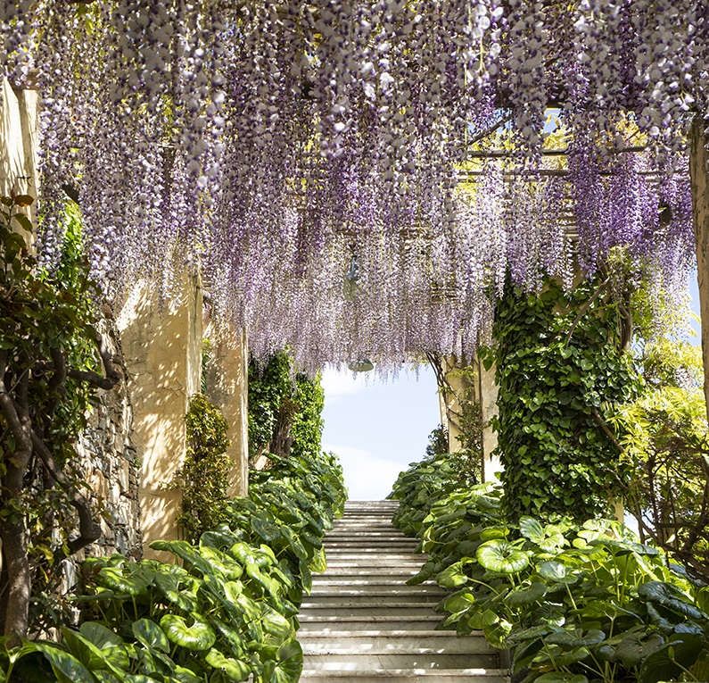 glicini, giardini di villa della Pergola. ph matteo carassale