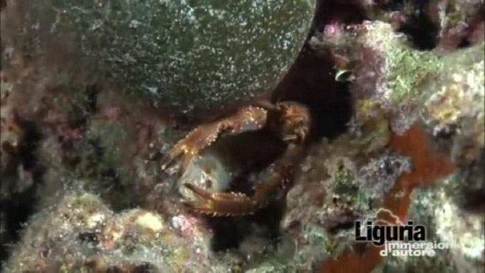 Immersione naturalistica a Capo Mortola (IM)