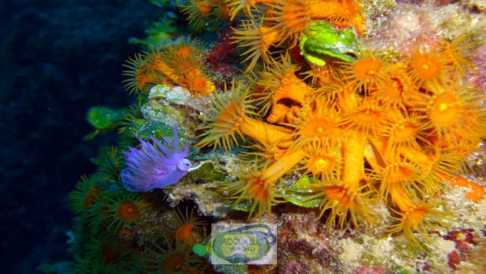 Immersione naturalistica a Finale Ligure (SV): Secca delle Stelle