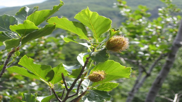 Alla scoperta di Sassello: dove natura e gusto si uniscono.