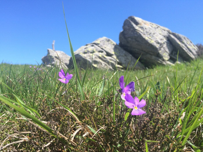 Maggio mese dei Parchi: alla scoperta dei Parchi della Liguria