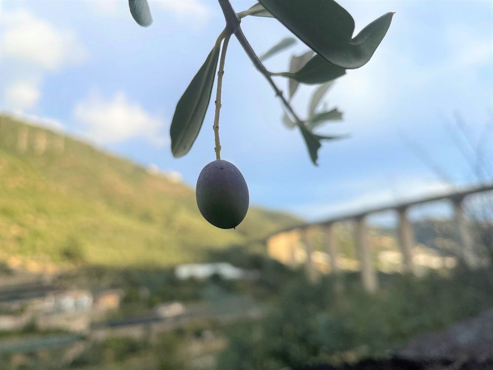 West Side Story: storia di un’oliva taggiasca West Side Story: storia di un’oliva taggiasca