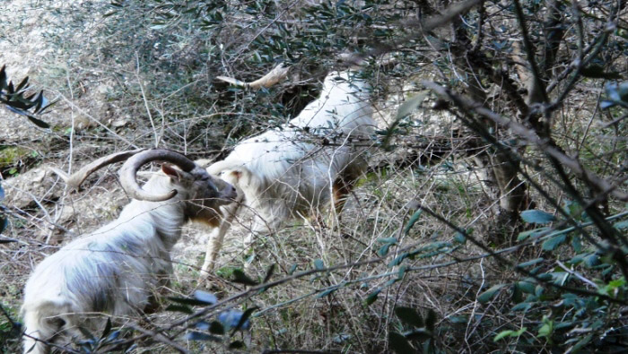 Portofino, alla ricerca delle capre del monte.