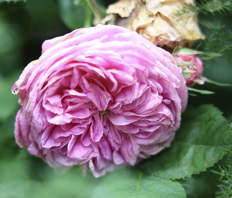 rosa, giardini di villa della Pergola. ph a e mure