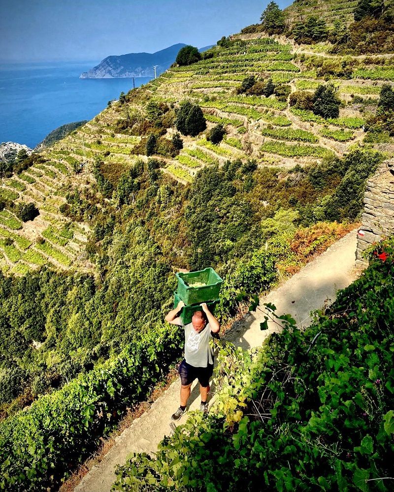 Samuele Heydi Bonanini durante la vendemmia