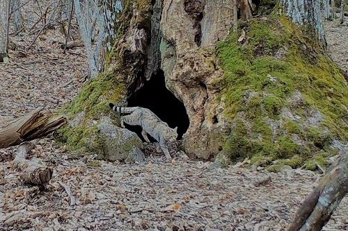 Felis – Gatto sarvægo. Storia del più schivo dei liguri